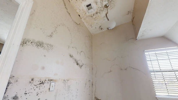 Best Post-Construction Mold Inspection  in Genola, UT