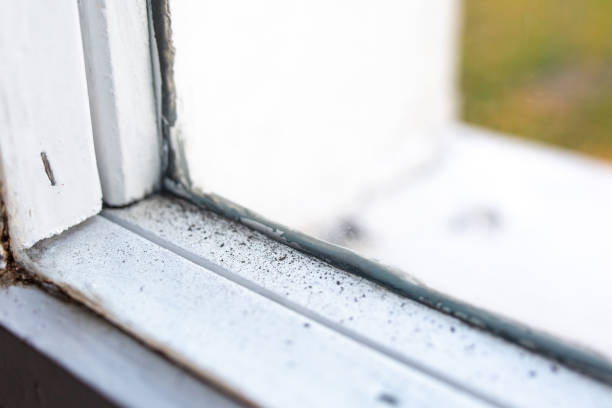 Best Forensic Mold Investigation  in Genola, UT