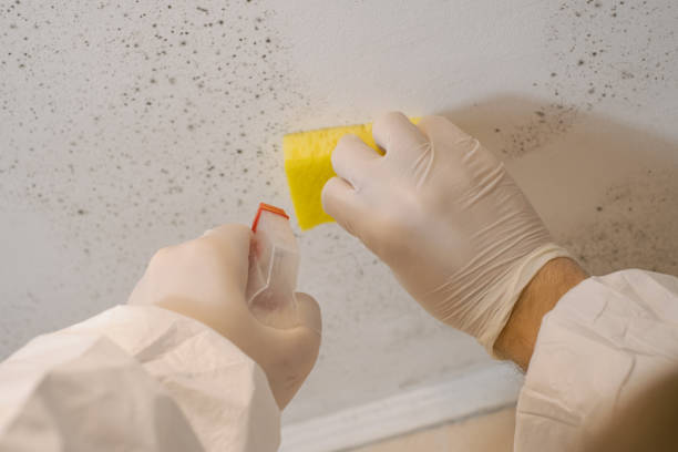 Best Industrial Mold Remediation  in Genola, UT