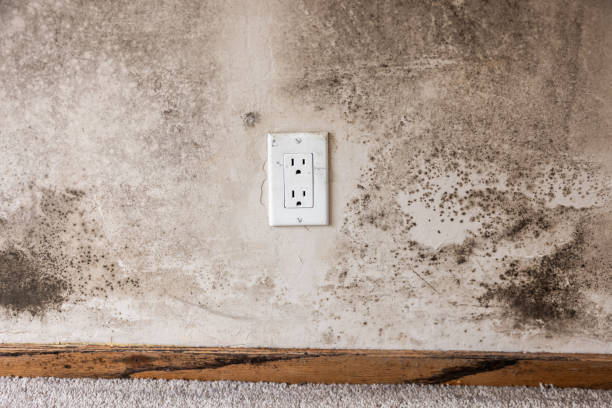 Mold Odor Removal Services in Genola, UT