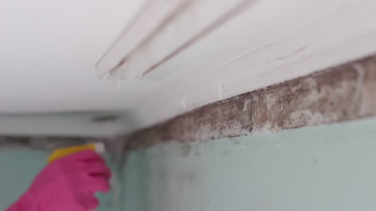  Genola, UT Mold Removal Pros